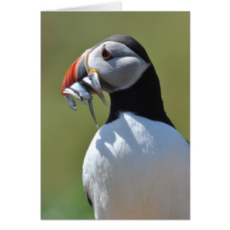 Puffin Fisherman