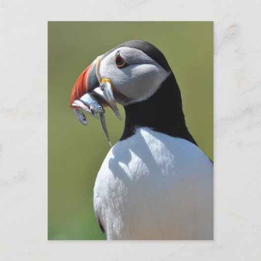 Puffin Fisherman Briefkaart (Voorkant)