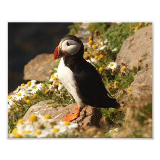 Puffin Foto Afdruk (Voorkant)