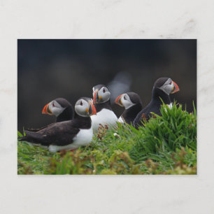 Puffin Gang Briefkaart