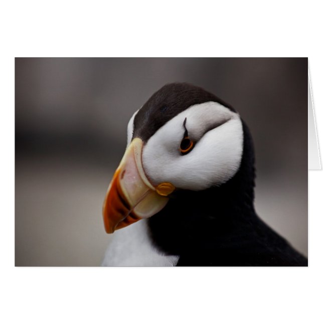 Puffin Horned 9028 (Voorkant Horizontaal)