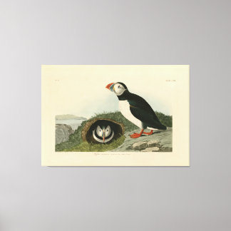  Puffin Illustration Canvas Afdruk