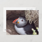 Puffin in a Burrow Briefkaart (Voorkant / Achterkant)