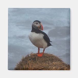 Puffin in the Mist Fridge Magnet Magneet