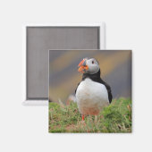Puffin Magneet (Voorkant / Achterkant)