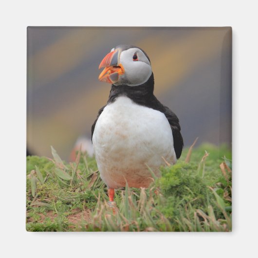 Puffin Magneet (Voorkant)