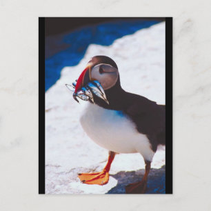 Puffin met vis briefkaart
