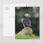 Puffin on a Rock Briefkaart (Voorkant / Achterkant)