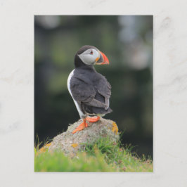 Puffin on a Rock Briefkaart