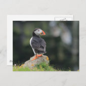 Puffin on a Rock Briefkaart (Voorkant / Achterkant)