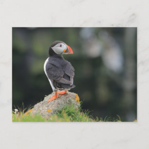 Puffin on a Rock Briefkaart
