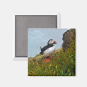 Puffin op een Cliff Fridge Magnet Magneet (Voorkant / Achterkant)