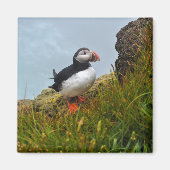 Puffin op een Cliff Fridge Magnet Magneet (Voorkant)