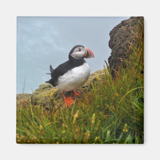 Puffin op een Cliff Fridge Magnet Magneet (Voorkant)