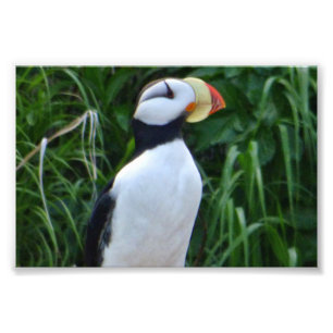 Puffin photo 4x6