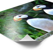 Puffin photo 6x4 (Coin)