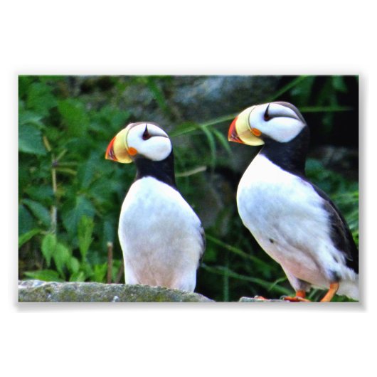 Puffin photo 6x4 (Devant)