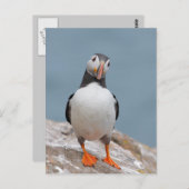 Puffin Pose Briefkaart (Voorkant / Achterkant)