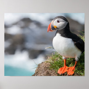 Puffin Poster