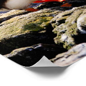 Puffin-poster Poster (Hoek)