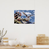 Puffin-poster Poster (Keuken)
