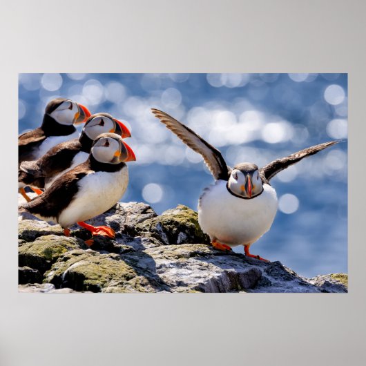 Puffin-poster Poster (Voorkant)