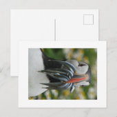 Puffin Skomer avec carte postale anguille de sable (Devant / Derrière)