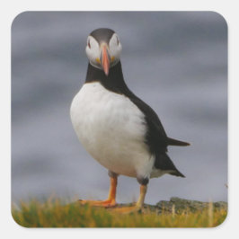 Puffin-Sticker Vierkante Sticker