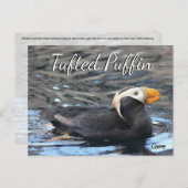 Puffin touffu - Carte postale (Devant / Derrière)