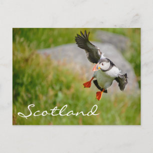 Puffin vliegend in Schotland tekstbriefkaart Briefkaart