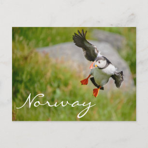 Puffin volant en Norvège carte postale