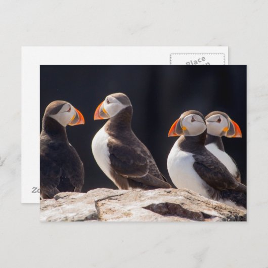 Puffins Briefkaart (Voorkant / Achterkant)