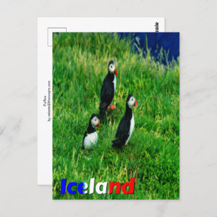 Puffins Briefkaart