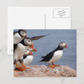 Puffins Briefkaart (Voorkant / Achterkant)