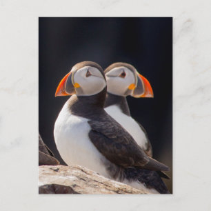 Puffins Briefkaart