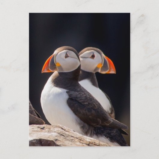 Puffins Briefkaart (Voorkant)