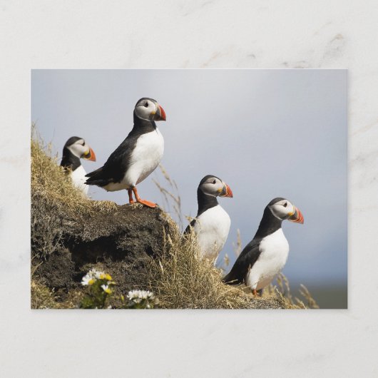 Puffins Briefkaart (Voorkant)