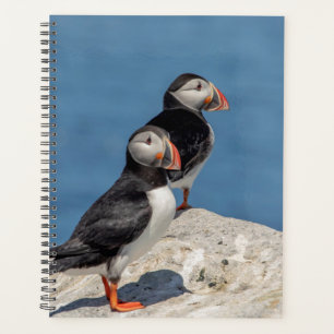 Puffins de l'Atlantique 2024 dans le Maine