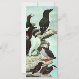 Puffins en watervogels van Louis Fuertes
