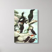 Puffins en watervogels van Louis Fuertes Canvas Afdruk (Voorkant)