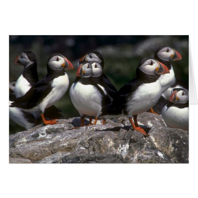 Puffins, Fratercula artica (Voorkant Horizontaal)