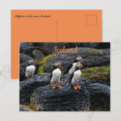 Puffins in the Rain in Iceland Briefkaart (Voorkant / Achterkant)