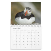 Puffins - little birds big kalender (Jan 2027)