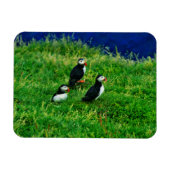 Puffins Magneet (Horizontaal)