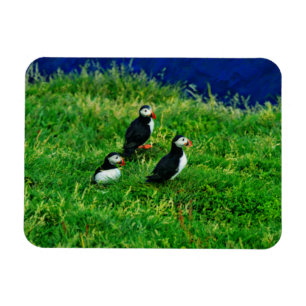 Puffins Magneet