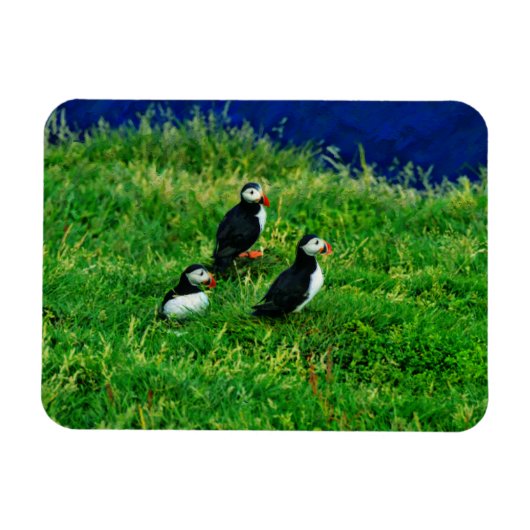 Puffins Magneet (Horizontaal)