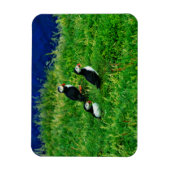 Puffins Magneet (Verticaal)