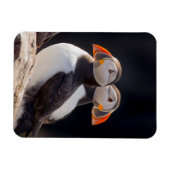 Puffins Magneet (Horizontaal)