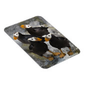 Puffins... Magneet (Rechterzijde)