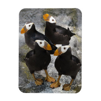 Puffins... Magneet